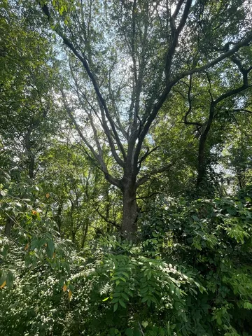 a view of a tree in a yard