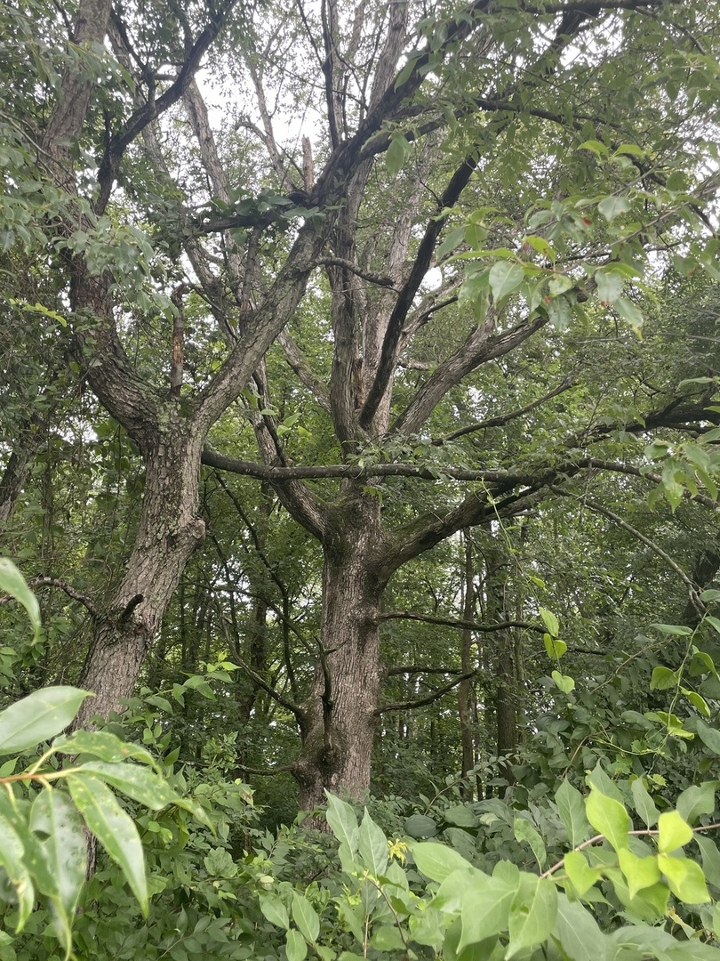 3850 East 2609th Road Sheridan, IL 60551 - Photo 8 of 12 a view of tree