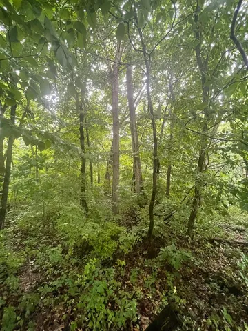a view of a forest