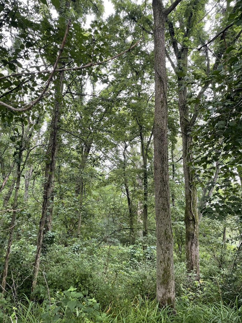 3850 East 2609th Road Sheridan, IL 60551 - Photo 10 of 12 a view of a lush green forest