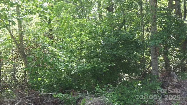 a view of a lush green forest