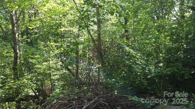 a view of a lush green forest