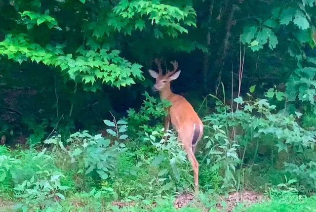 a aerial view of a house with lots of trees