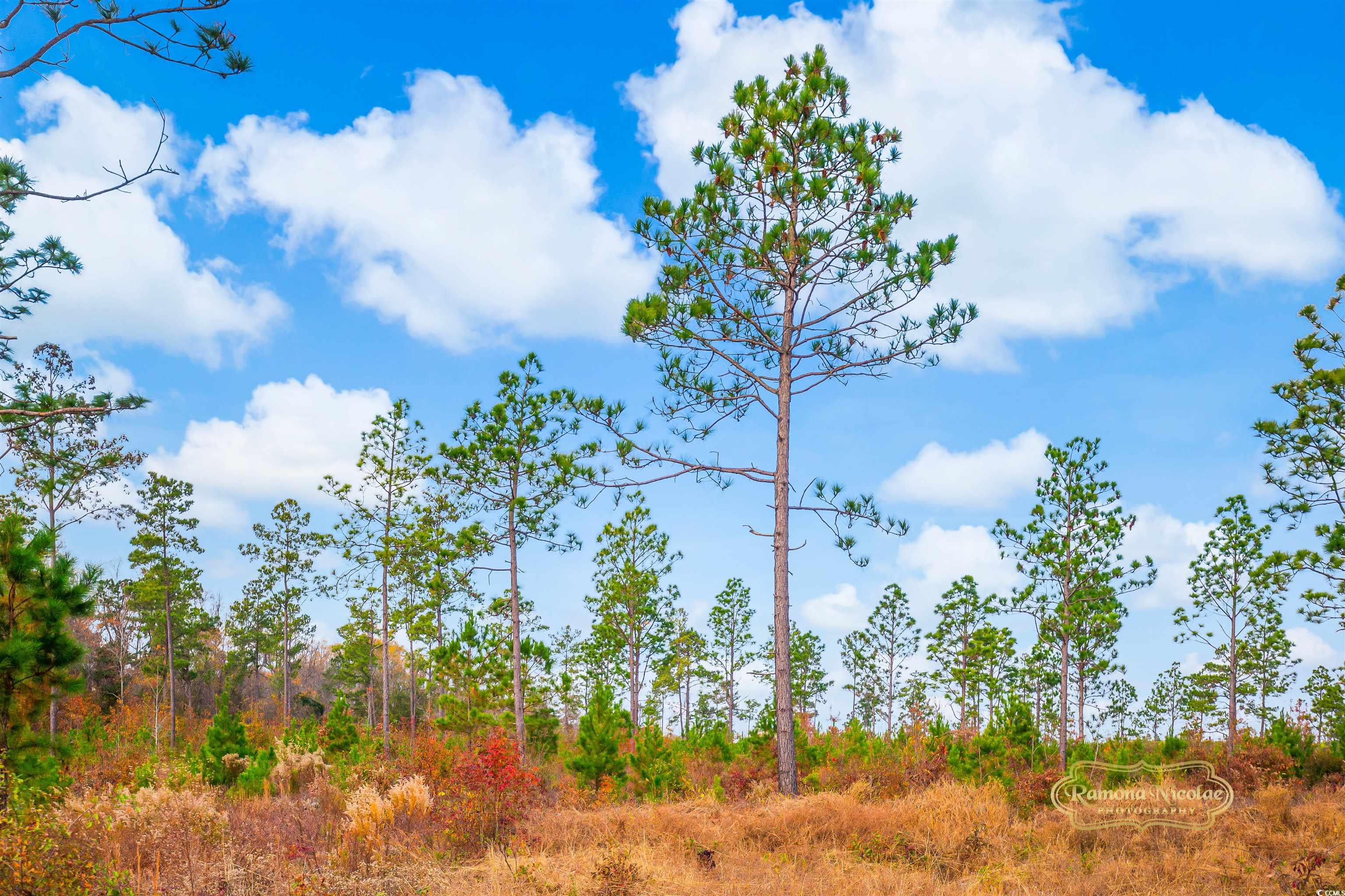 2820 Scarbrough Drive Loris, SC 29569 - Photo 8 of 12