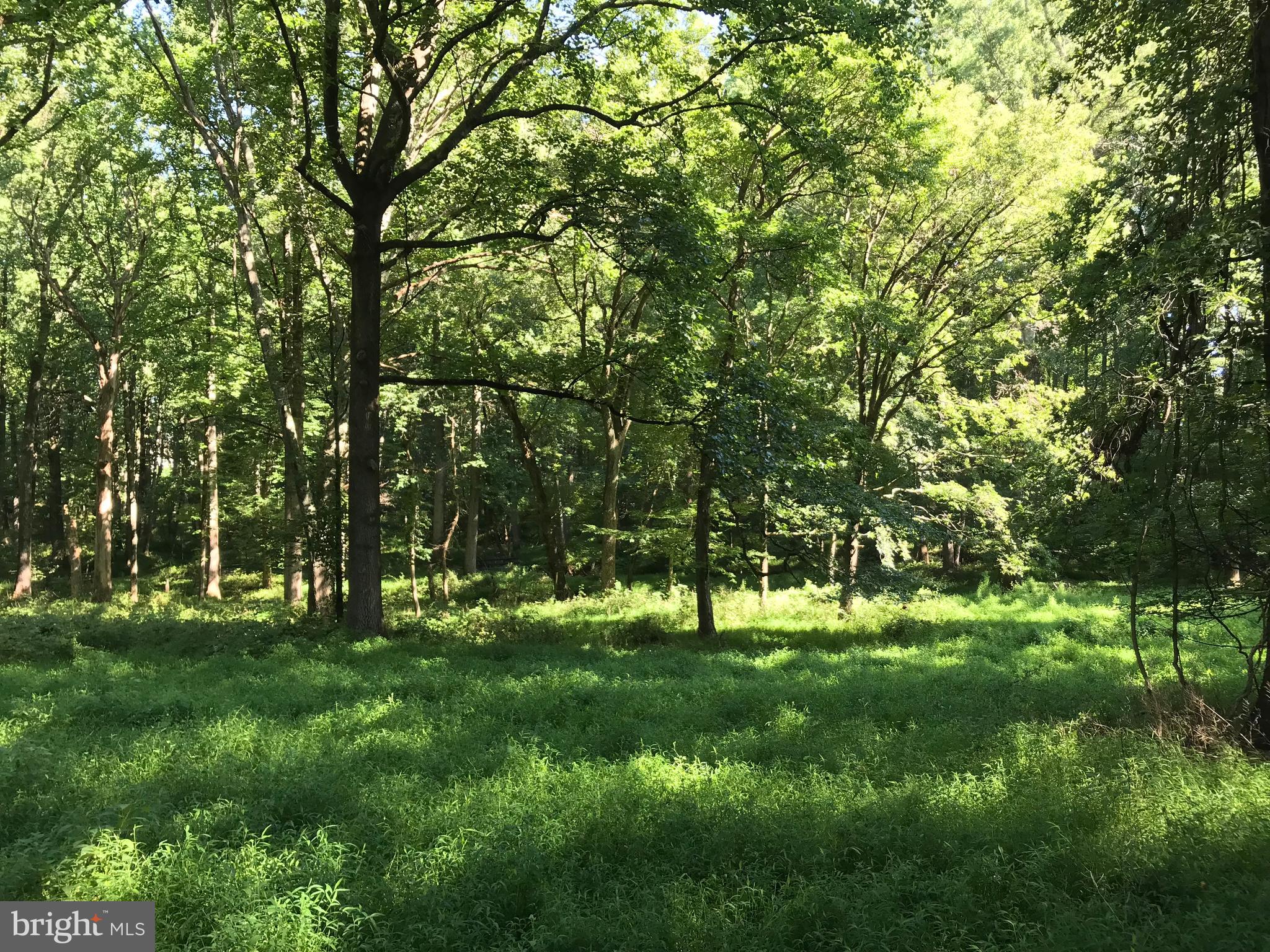 536 Ednor Road Ashton, MD 20861 - Photo 19 of 26 View of Property Acreage