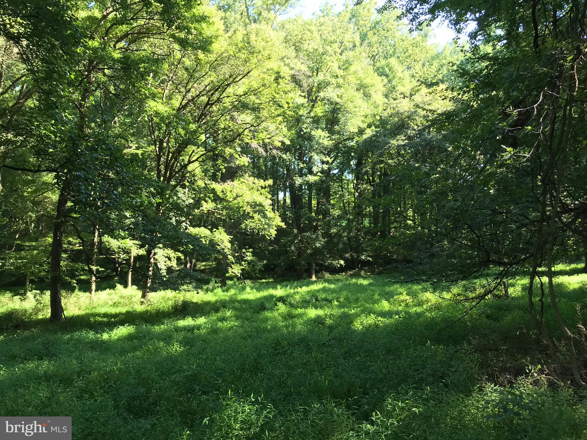 536 Ednor Road Ashton, MD 20861 - Photo 23 of 26 View of Property Acreage
