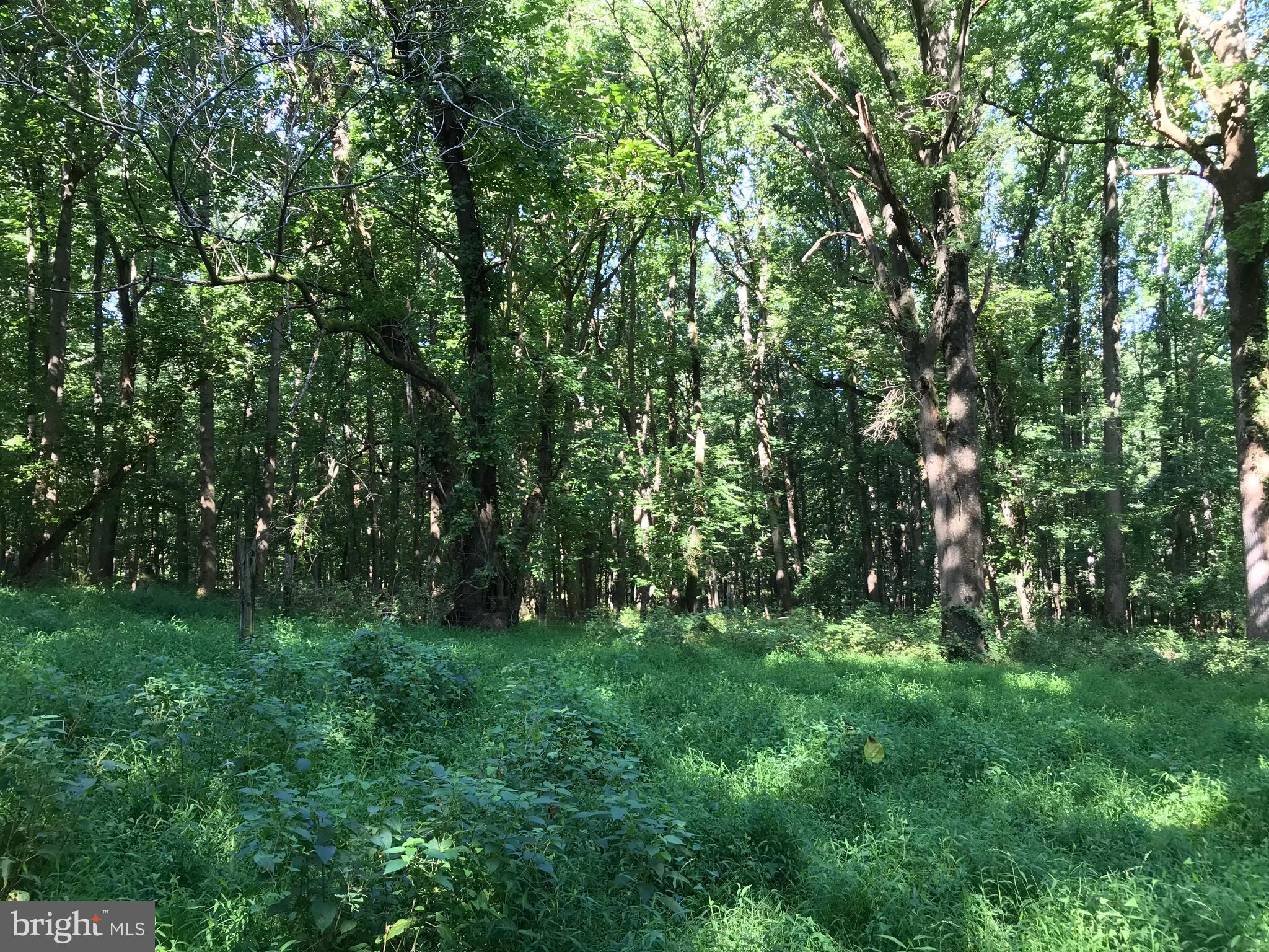 536 Ednor Road Ashton, MD 20861 - Photo 25 of 26 View of Property Acreage
