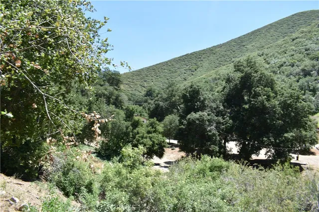 a view of a lush green forest with lawn chairs