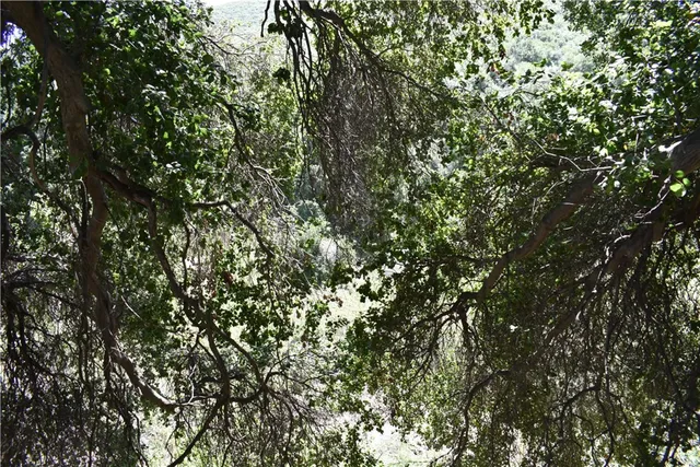 a close up of a tree