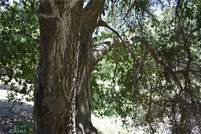 a close up of a tree