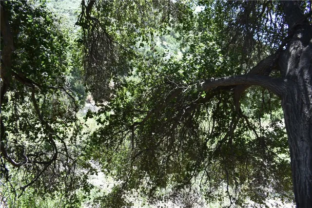 a view of a tree in a yard