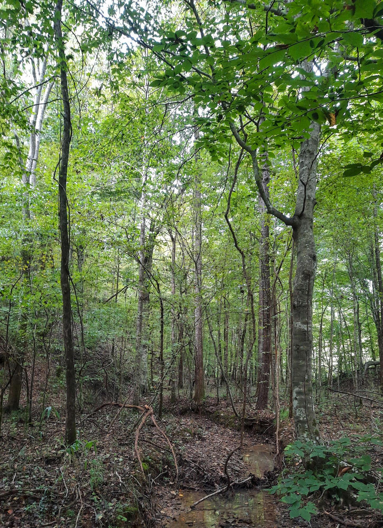 Earnest Chapel Road Oakman, AL 35579 - Photo 2 of 10 Gallery Image 2