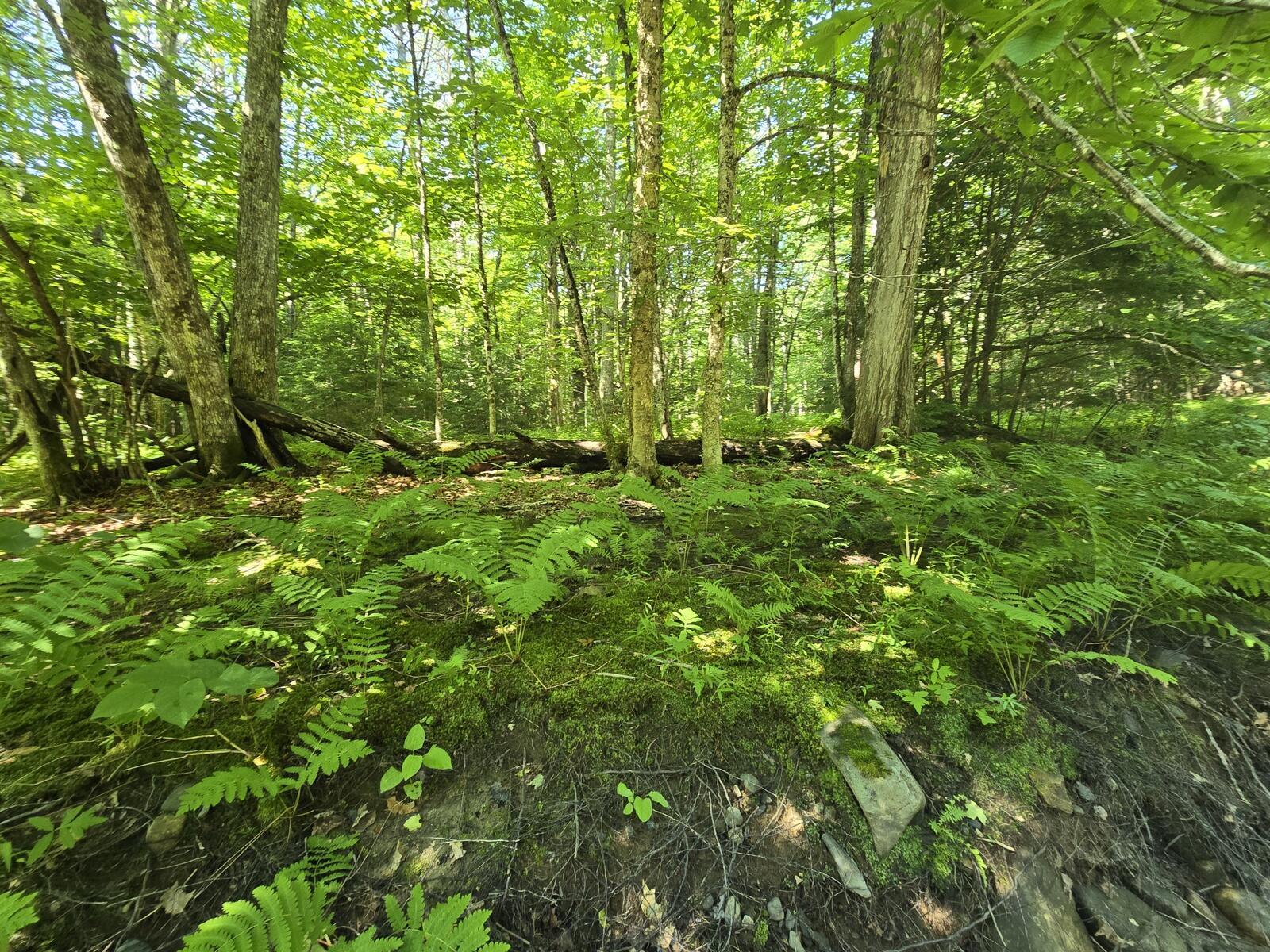 Lot 67 Temple Road Temple, ME 04984 - Photo 33 of 37 20260629_093605