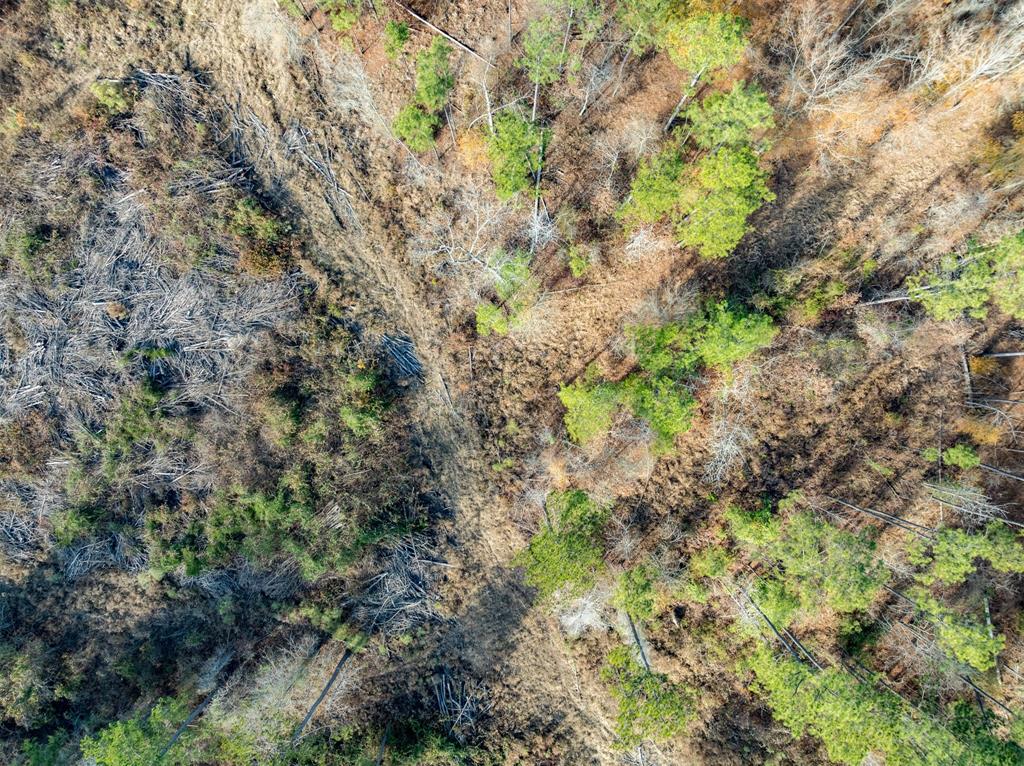 Tbd Tom Woodley Road Marshall, TX 75672 - Photo 11 of 11 a view of a plants with a tree