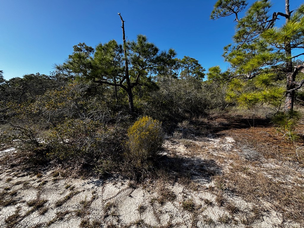 2000 Pelican Way St. George Island, FL 32328 - Photo 9 of 19