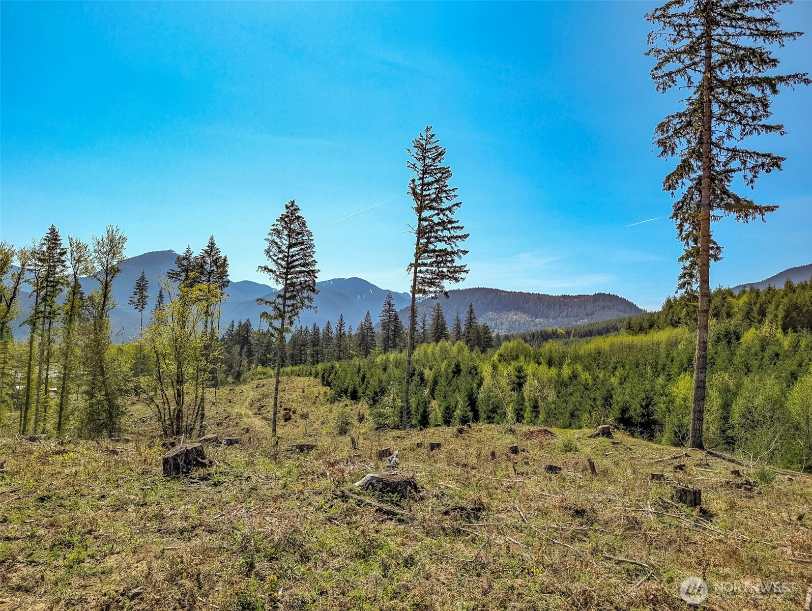 0 Craig Road, Unit LOT A2 Packwood, WA 98361 - Photo 7 of 15 a view of a yard with a tree