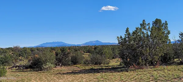 a view of a forest with a tree