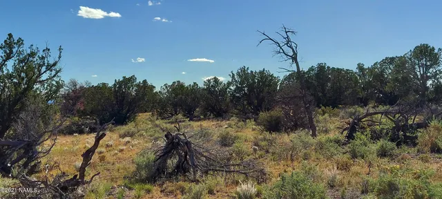 a view of a dry yard with trees in the background