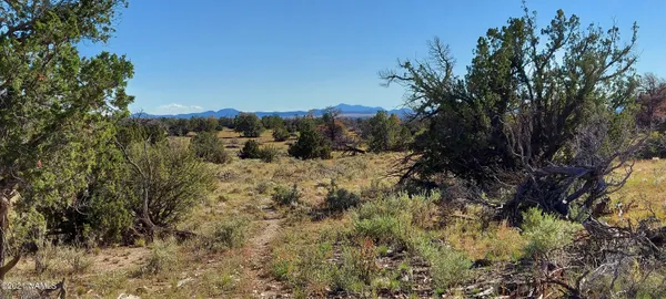 a view of a covered with trees in the background