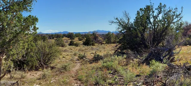 a view of a covered with trees in the background
