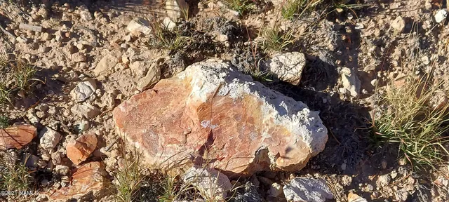 a close up of a tree