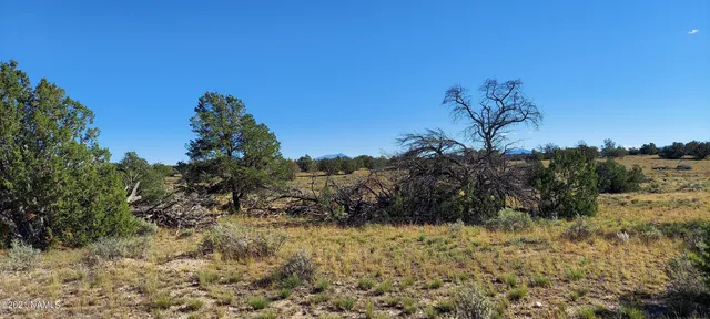 a view of a dry yard with trees in the background