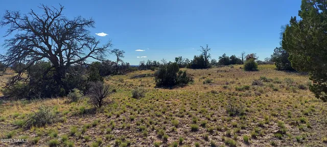 a view of a forest with a forest