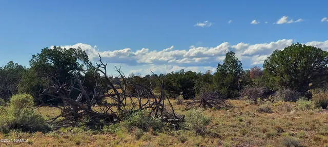 a view of a tree in a yard