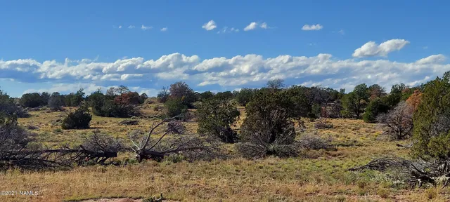 a view of a tree in a yard