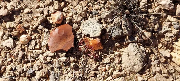 $110,000 | 6863 North State Route 64, Williams, AZ 86046