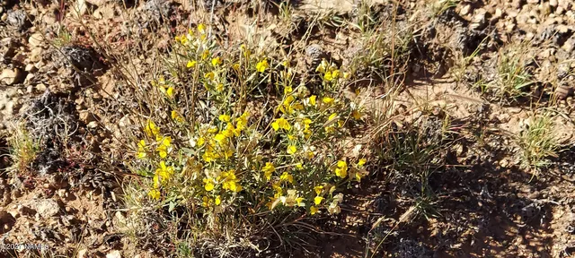 $110,000 | 6863 North State Route 64, Williams, AZ 86046