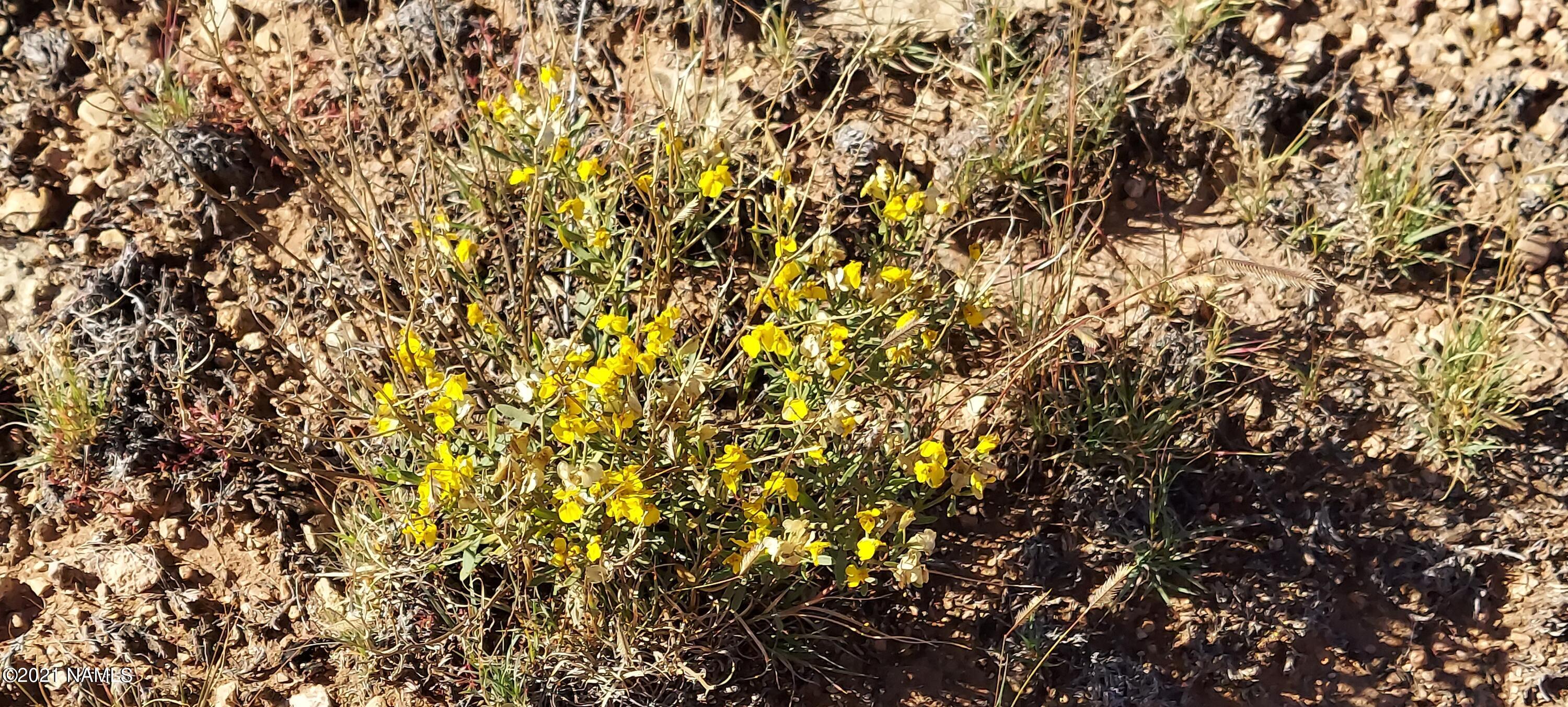 6863 North State Route 64 Williams, AZ 86046 - Photo 76 of 98 20211009_143705