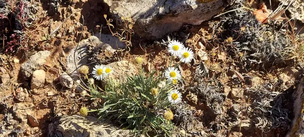 $110,000 | 6863 North State Route 64, Williams, AZ 86046