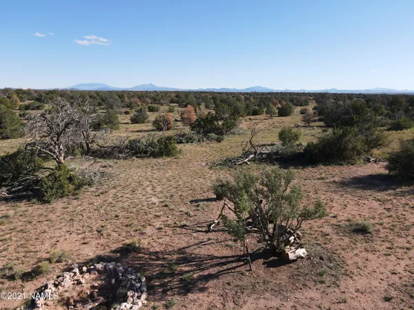 a view of a dry yard with trees