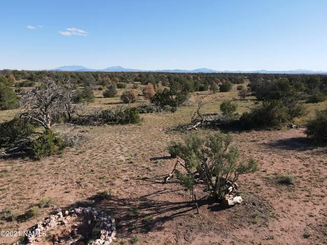 a view of a dry yard with trees