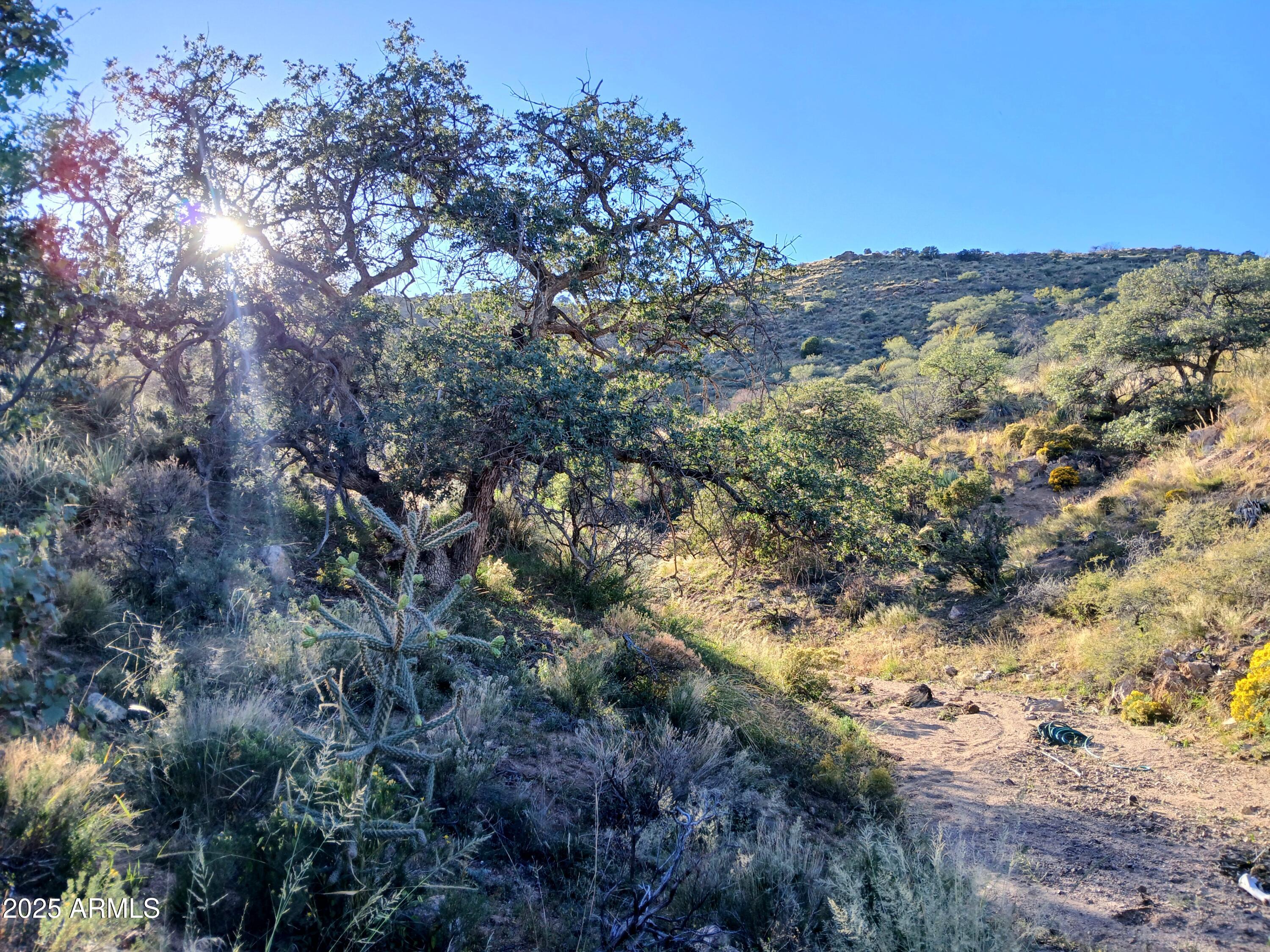 11699 North Last Chance Road Elfrida, AZ 85610 - Photo 14 of 39 a view of a yard with a tree