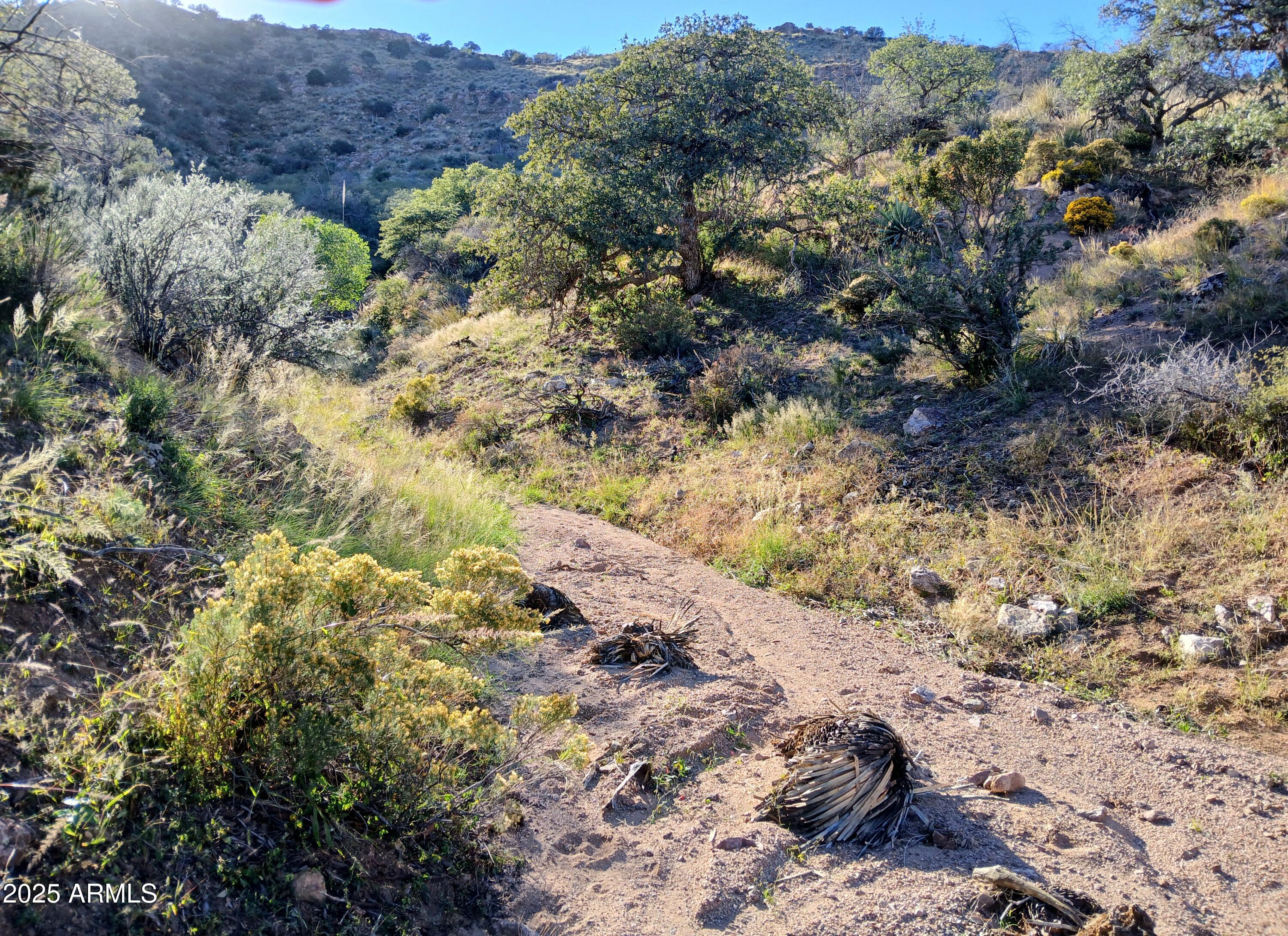 11699 North Last Chance Road Elfrida, AZ 85610 - Photo 15 of 39 a view of a yard with plants and covered with trees