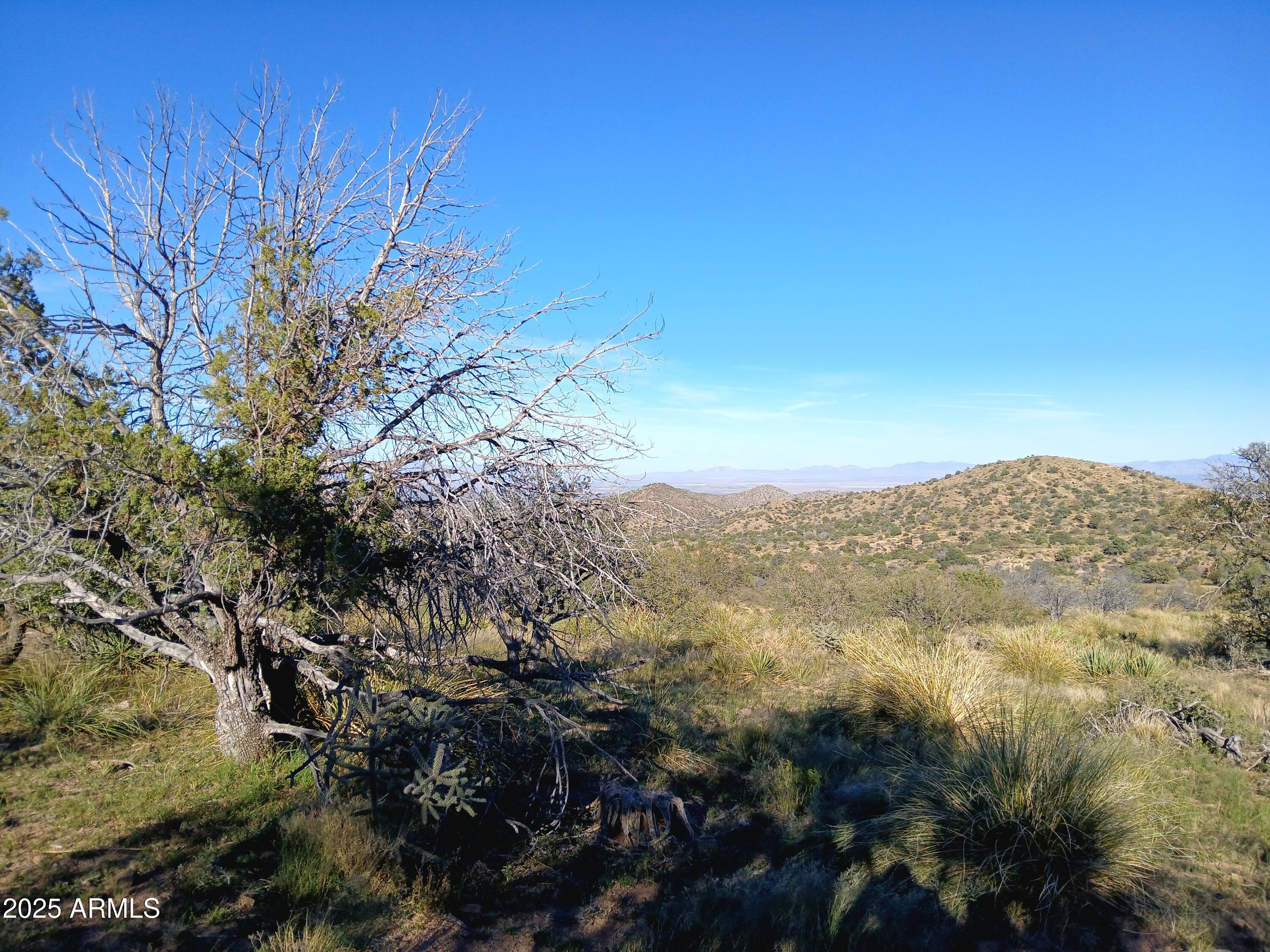 11699 North Last Chance Road Elfrida, AZ 85610 - Photo 20 of 39 a view of a yard with a tree