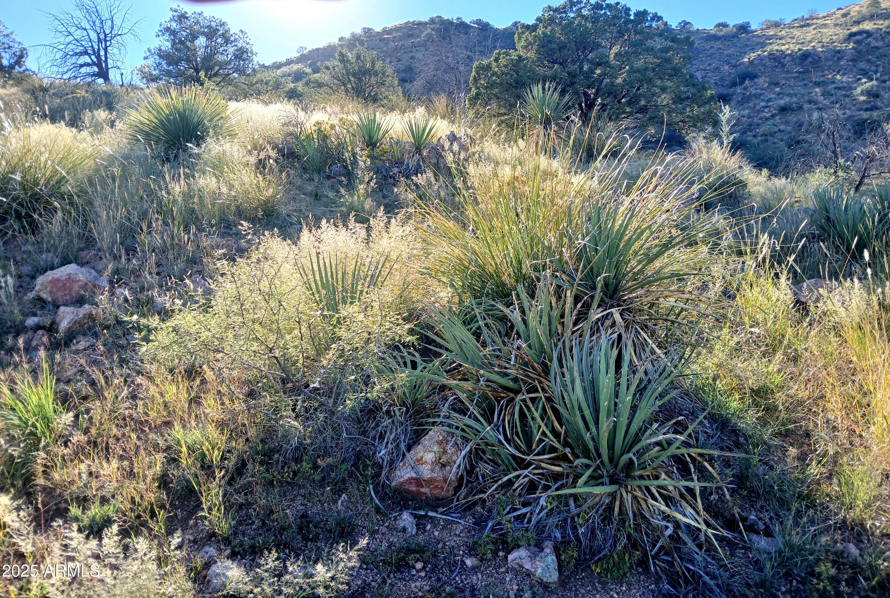 11699 North Last Chance Road Elfrida, AZ 85610 - Photo 22 of 39 a view of a garden with a lake