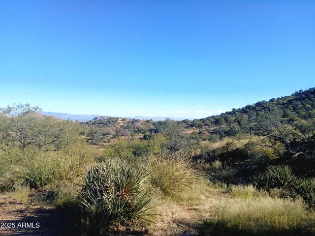 a view of a tree in a field with flowers in the background