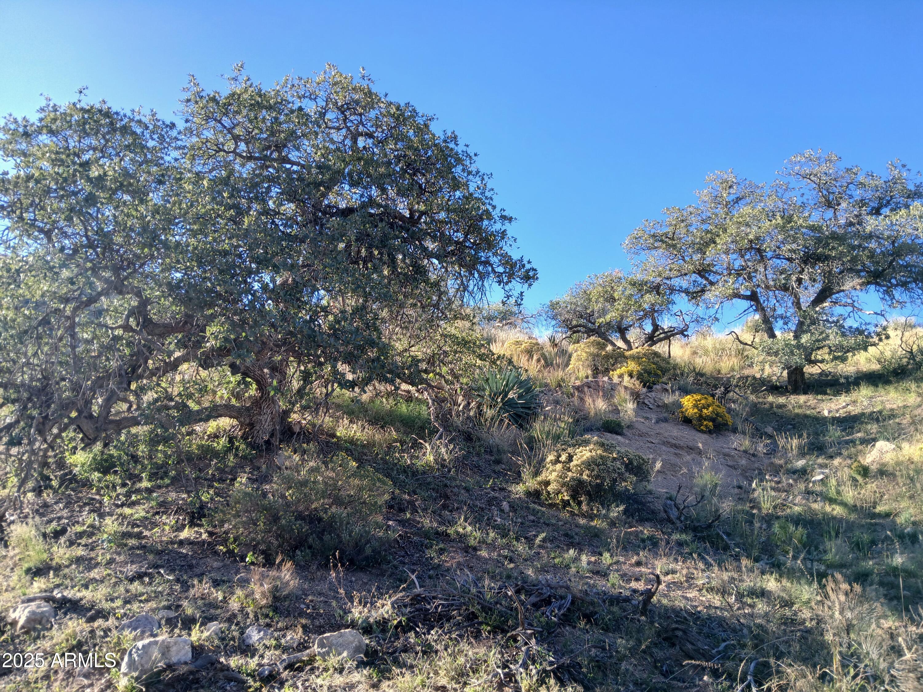 11699 North Last Chance Road Elfrida, AZ 85610 - Photo 26 of 39 a view of a tree in a field with flowers in the background