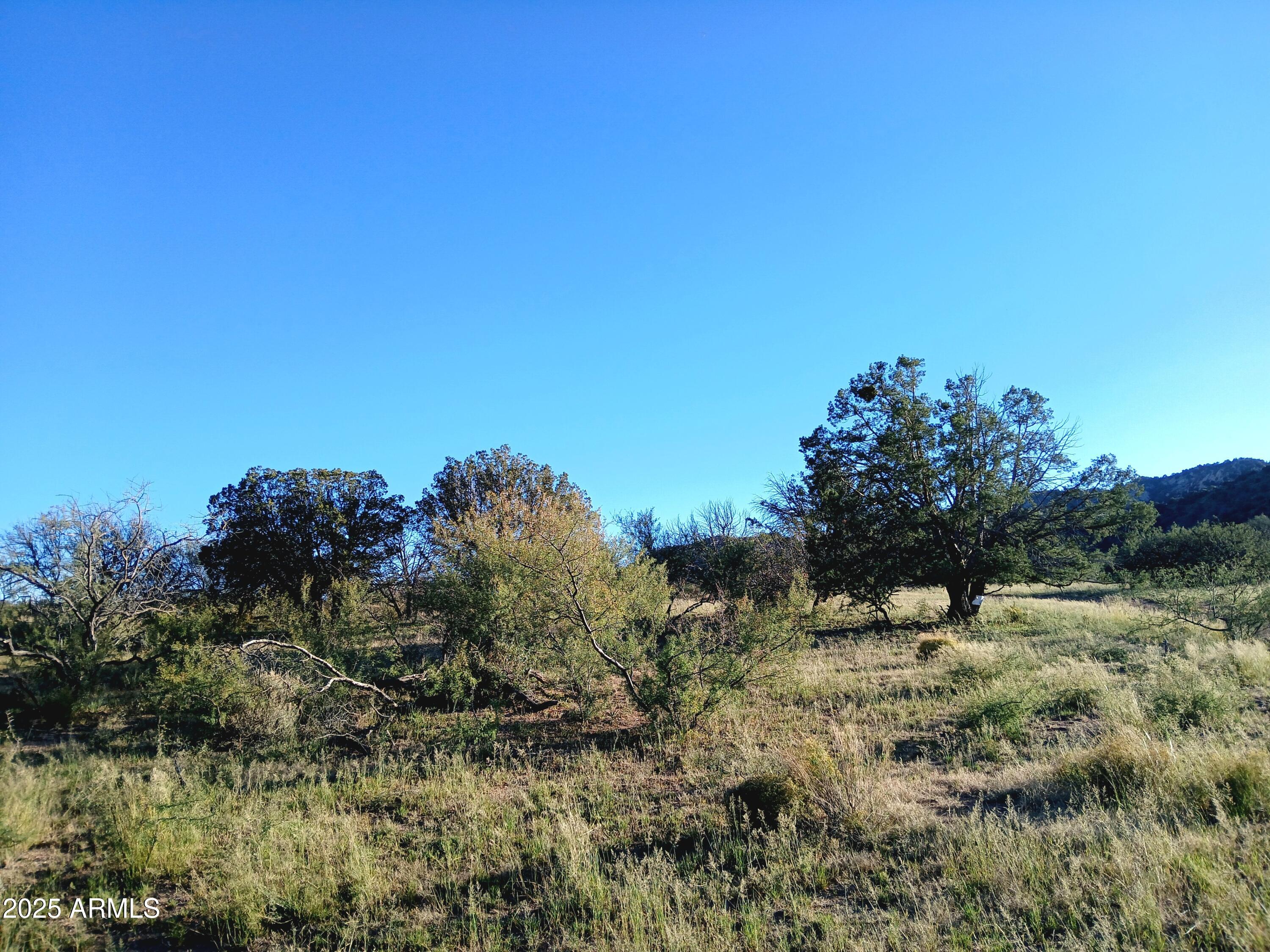 11699 North Last Chance Road Elfrida, AZ 85610 - Photo 34 of 39 a view of a bunch of trees in a field