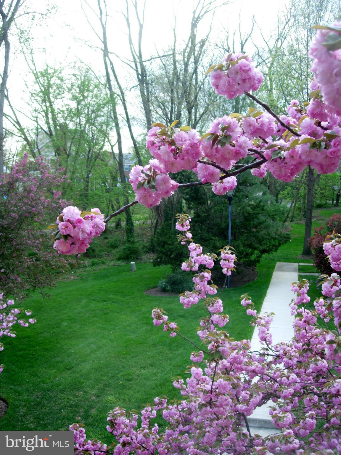 2012 Flowering Tree Terrace Silver Spring, MD 20902 - Photo 4 of 30 Lovely view from all windows
