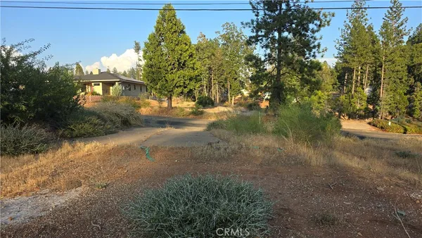 a view of a yard with plants and trees