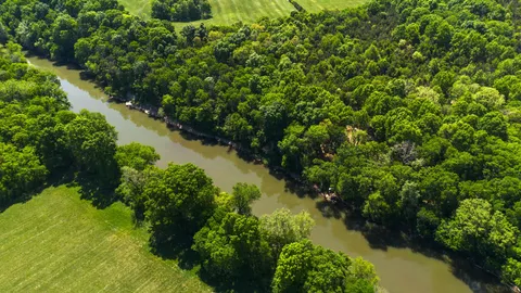 a view of a backyard with trees