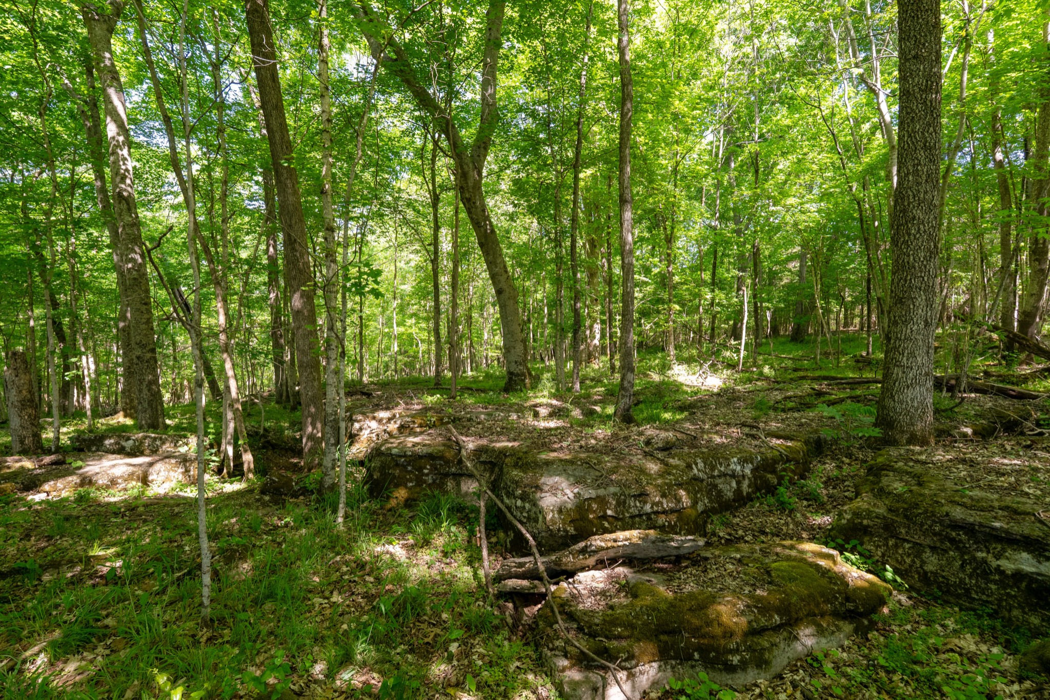 3680 Clark Road Lewisburg, TN 37091 - Photo 41 of 97 a view of outdoor space and trees