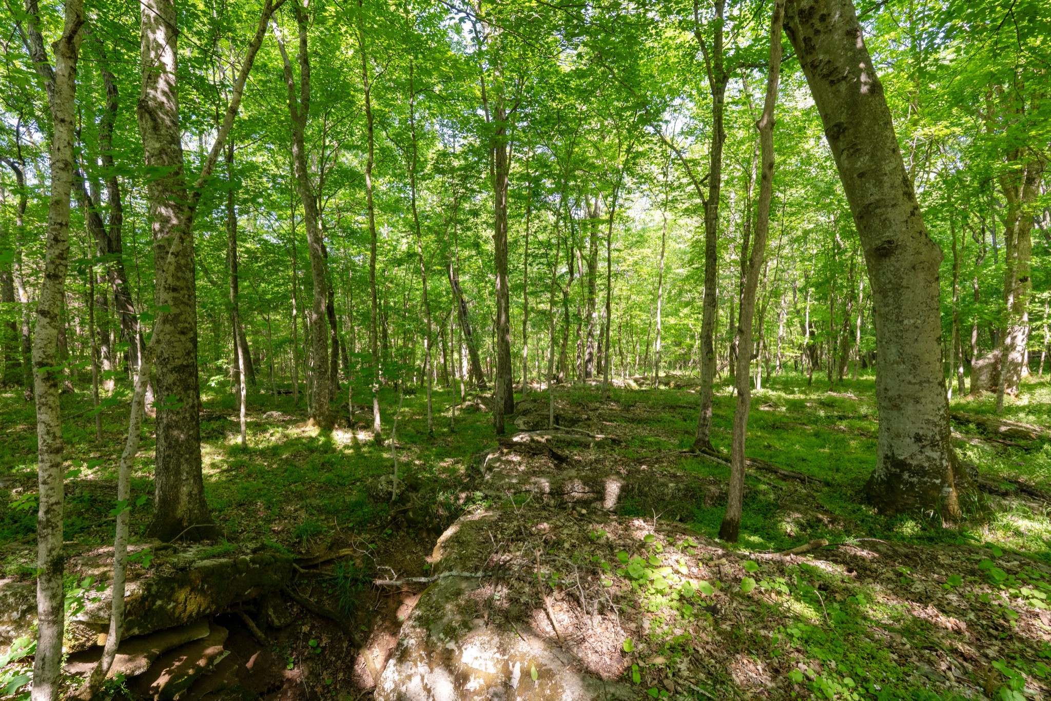 3680 Clark Road Lewisburg, TN 37091 - Photo 42 of 97 a view of a garden