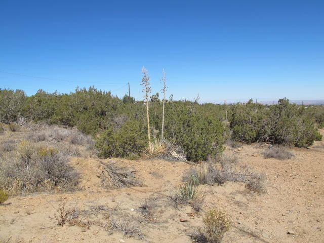 Sunnyslope Road Pinon Hills, CA 92372 - Photo 4 of 5 a view of a dry yard with trees in the background