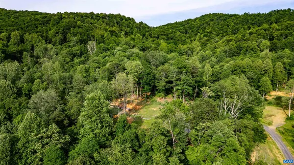 a view of a lush green forest with lots of trees