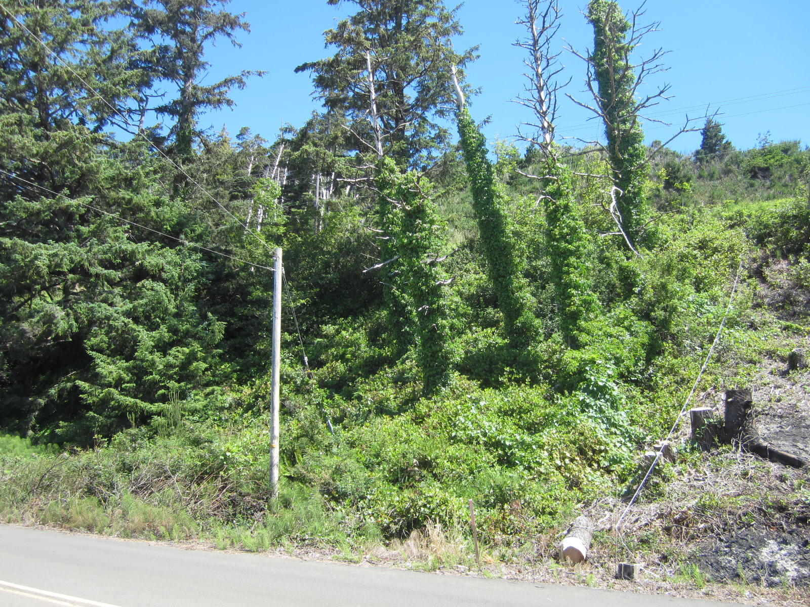 Vacant Lot Happy Camp Road Tillamook, OR 97141 - Photo 4 of 9 Lot
